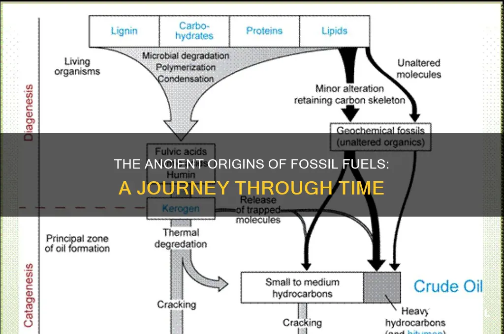 how fossils fuels are formed