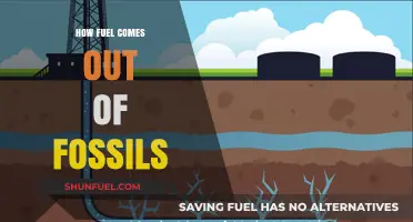 From Ancient Organisms to Energy: The Journey of Fossil Fuels
