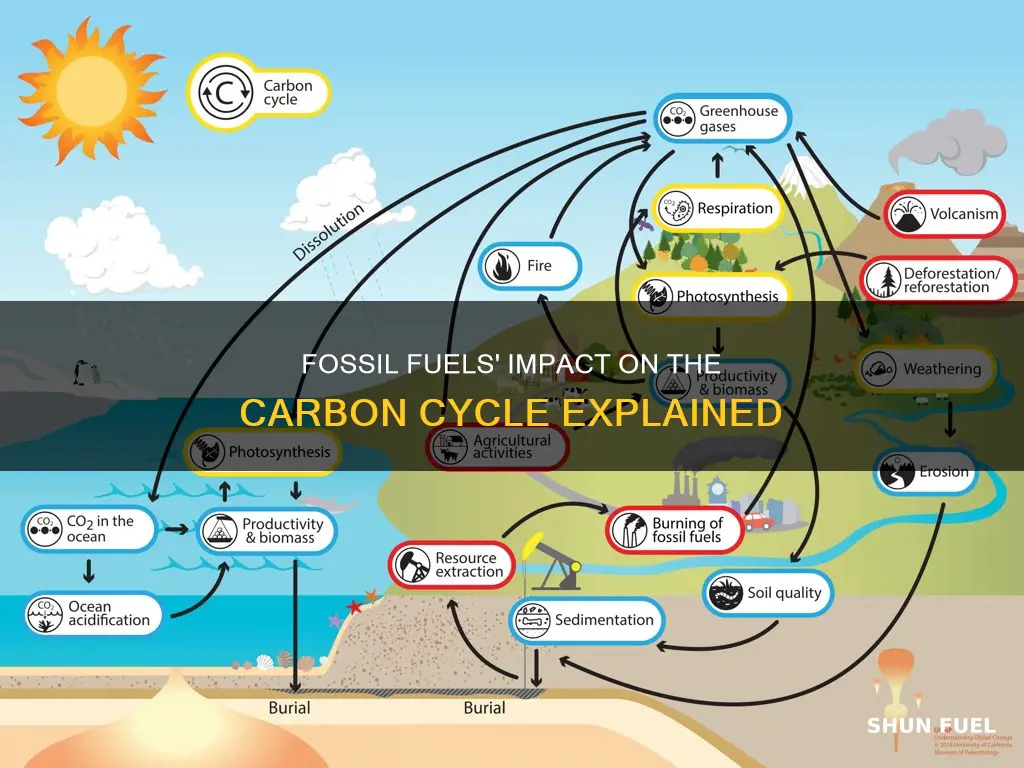 how has burning fossil fuels changed the carbon cycle