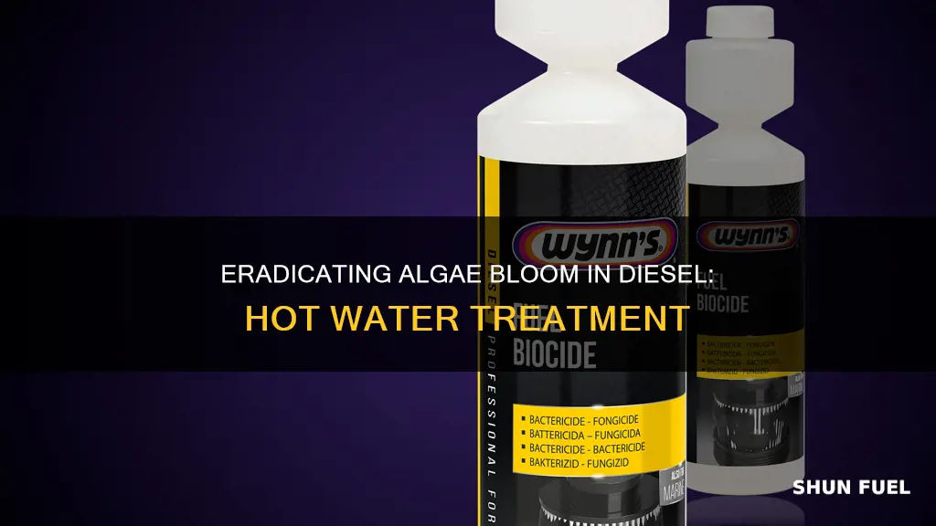how hot to kill algae bloom in diesel fuel