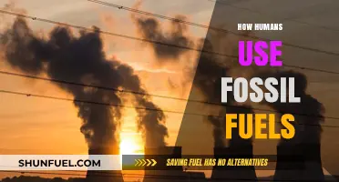 The Role of Fossil Fuels in Human Energy Consumption