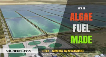 Unlocking Green Energy: The Process of Creating Algae-Based Fuel