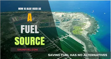 Algae's Surprising Role in Sustainable Fuel Production and Energy