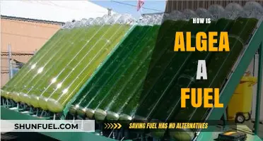 Algae as Fuel: Unlocking Sustainable Energy Potential and Benefits