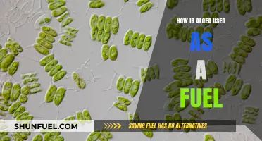 Algae Biofuel: Sustainable Energy Source Revolutionizing the Future of Fuel