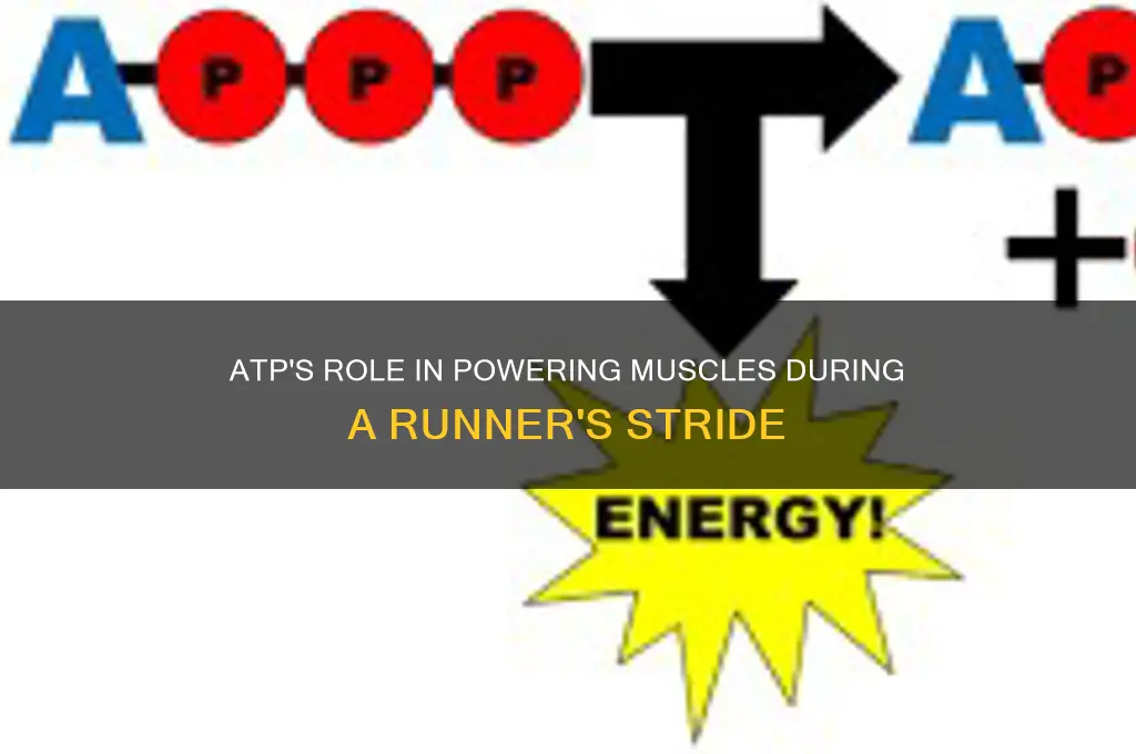 how is atp used to fuel muscles in a runne
