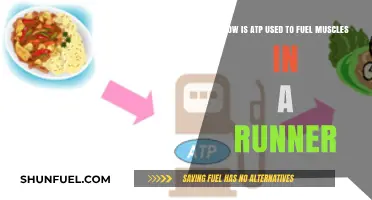 ATP's Role in Powering Muscle Contractions During Running