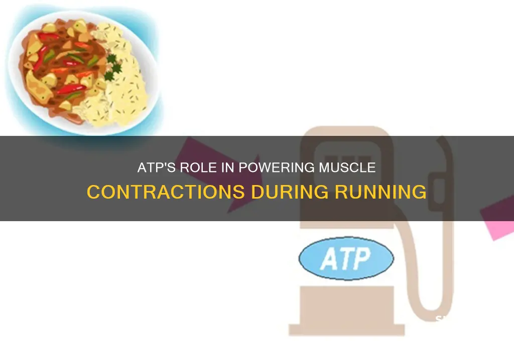 how is atp used to fuel muscles in a runner