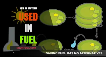 Harnessing Bacteria for Sustainable Fuel Production: Innovations and Applications