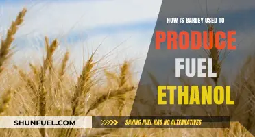 Barley's Role in Sustainable Fuel Ethanol Production Explained