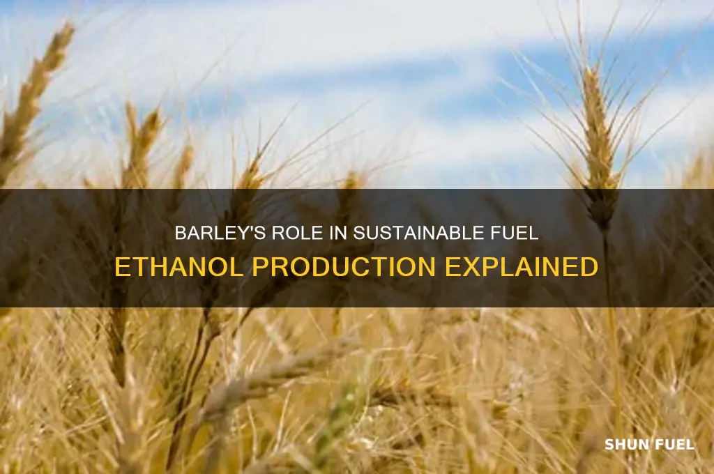 how is barley used to produce fuel ethanol