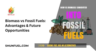 Biomass to Fossil Fuels: Understanding the Ancient Transformation Process