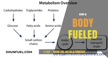 How Your Body Burns Fuel: Energy Sources and Metabolism Explained