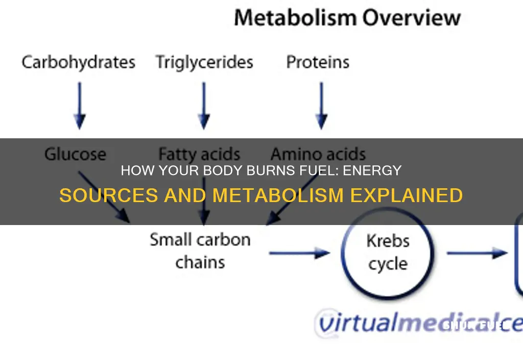 how is body fueled