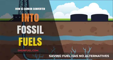 From Carbon to Energy: The Ancient Process of Fossil Fuel Formation