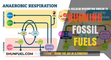 Cellular Respiration vs. Fossil Fuels: Uncovering the Energy Release Parallels