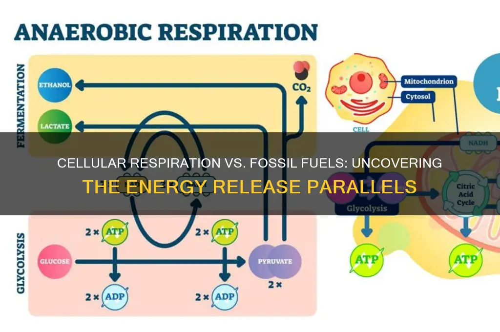how is cellular respiration similar to burning fossil fuels