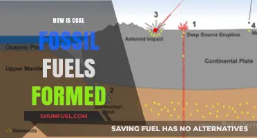 The Ancient Journey: How Coal Fossil Fuels Are Formed