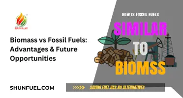 Fossil Fuels vs. Biomass: Uncovering Their Striking Energy Similarities