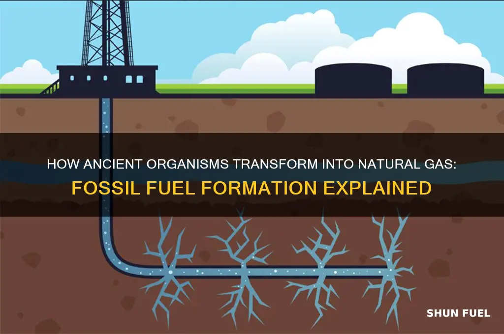 how is gas formed as a fossil fuel