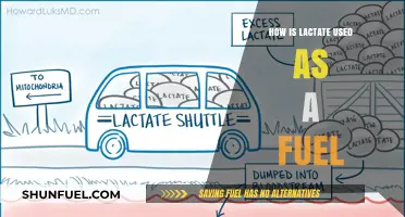 Lactate as Fuel: Unlocking Its Role in Energy Metabolism
