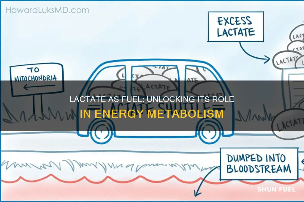how is lactate used as a fuel