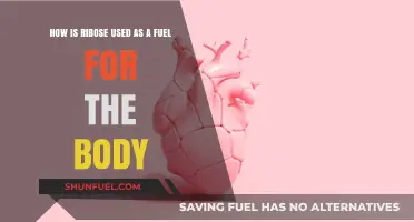 Ribose: The Essential Fuel for Energy Production in the Body
