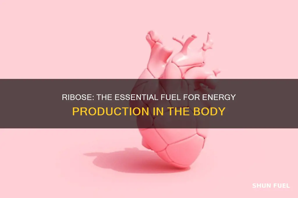 how is ribose used as a fuel for the body