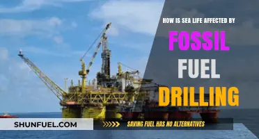 Fossil Fuel Drilling's Devastating Impact on Marine Ecosystems and Life
