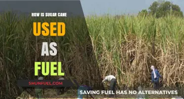 Sugar Cane's Sweet Energy: Transforming Crops into Sustainable Fuel
