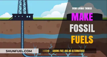 From Ancient Organisms to Energy: The Journey of Fossil Fuel Formation