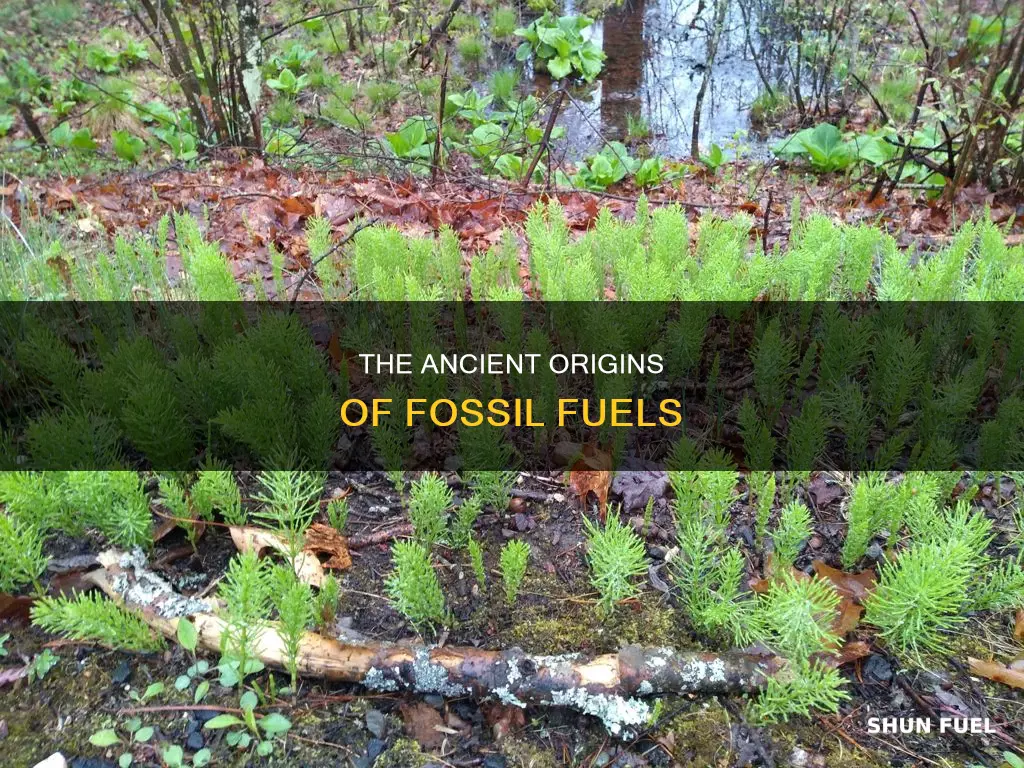 how long ago were fossil fuels created