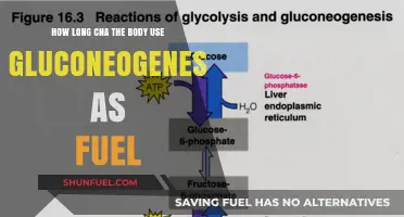 Gluconeogenesis Limits: How Long Can Your Body Sustain Fuel Production?