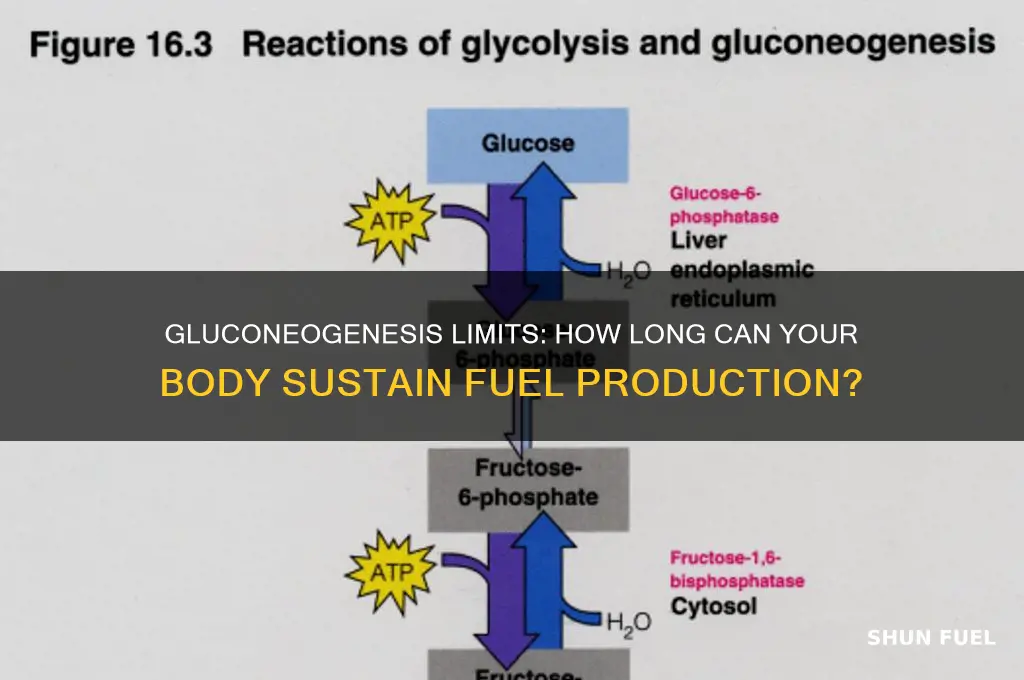 how long cna the body use gluconeogenesis as fuel