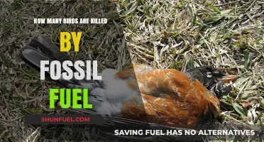 Fossil Fuels' Deadly Impact: Bird Mortality Rates Revealed