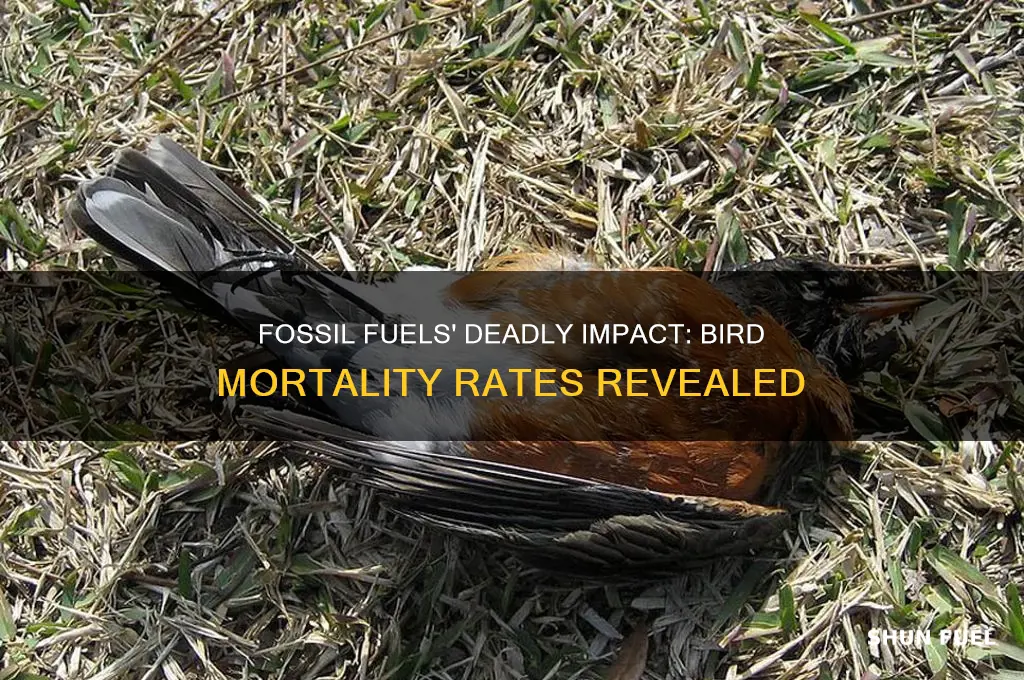how many birds are killed by fossil fuel