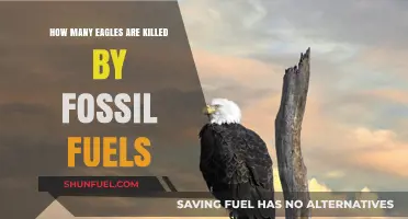Fossil Fuels' Impact: Eagle Deaths and Environmental Consequences
