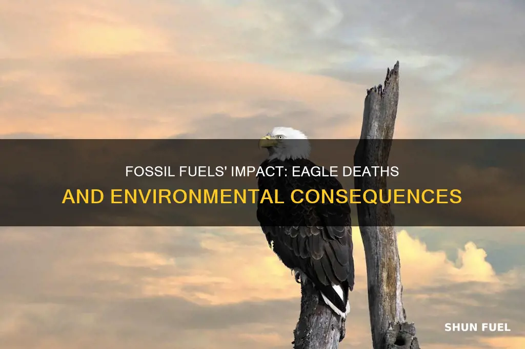 how many eagles are killed by fossil fuels
