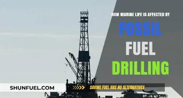 Fossil Fuel Drilling's Devastating Impact on Marine Ecosystems