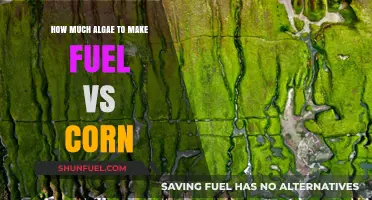 Algae vs Corn: Which Crop Yields More Fuel?