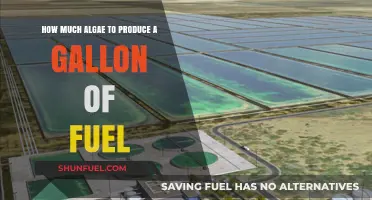 Algae Fuel: Gallons from Pond Scum