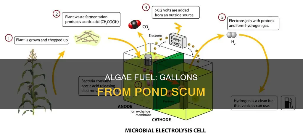 how much algae to produce a gallon of fuel