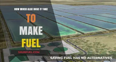 Algae's Potential: Sustainable Fuel Source