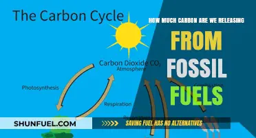 The Impact of Fossil Fuels: Carbon Emissions Revealed