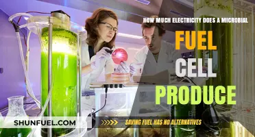 Microbial Fuel Cells: Powering the Future?