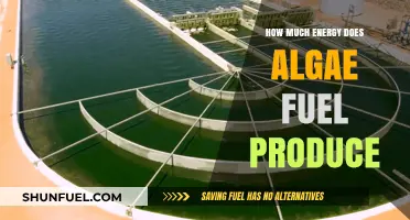Algae Fuel: Energy Potential and Viability
