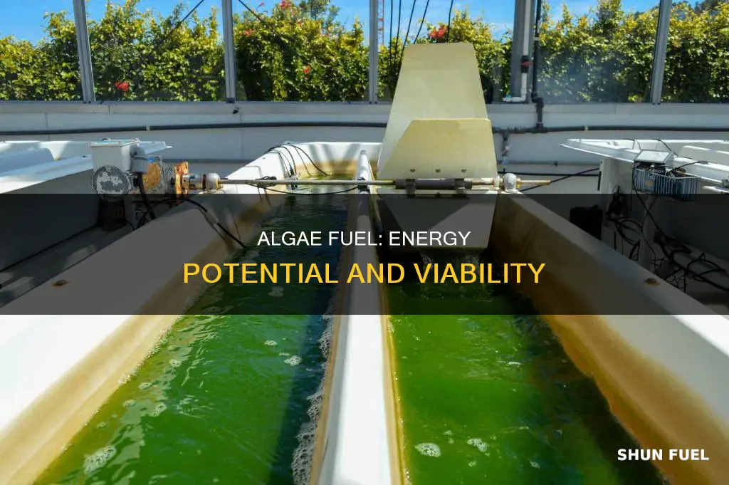 how much energy does algae fuel produce
