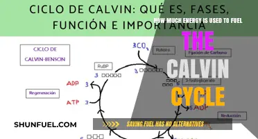 Energy Requirements of the Calvin Cycle Explained
