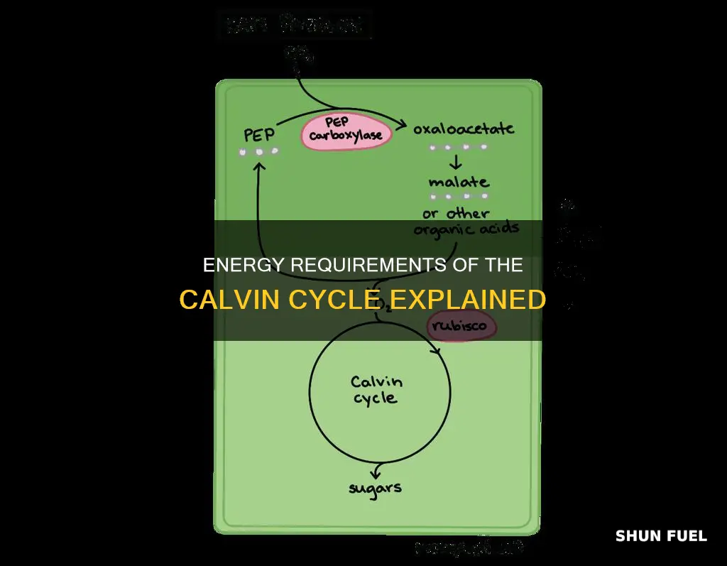 how much energy is used to fuel the calvin cycle