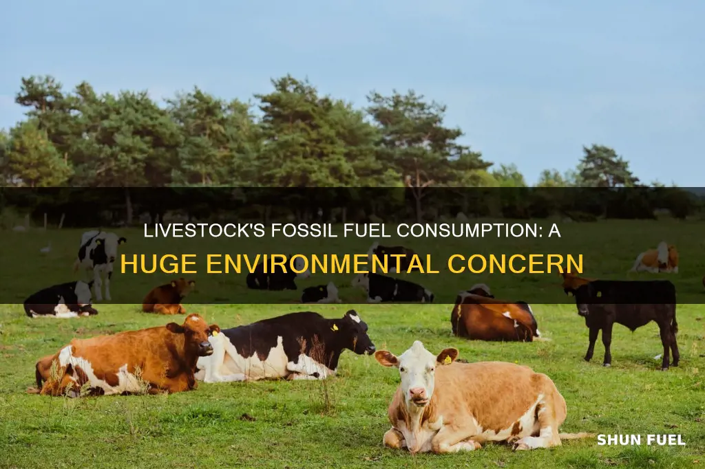 how much fossil fuel is used by the livestock industry